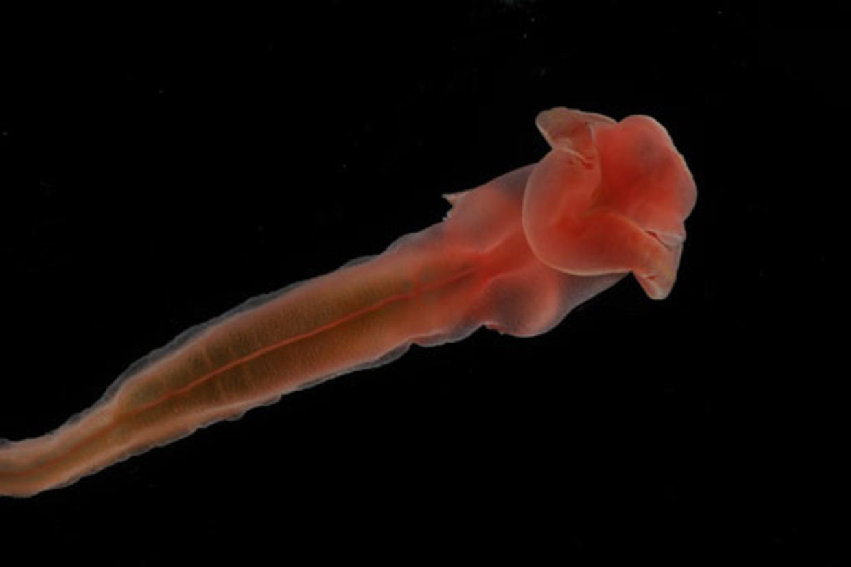 New Sea Creatures Discovered - CBS News