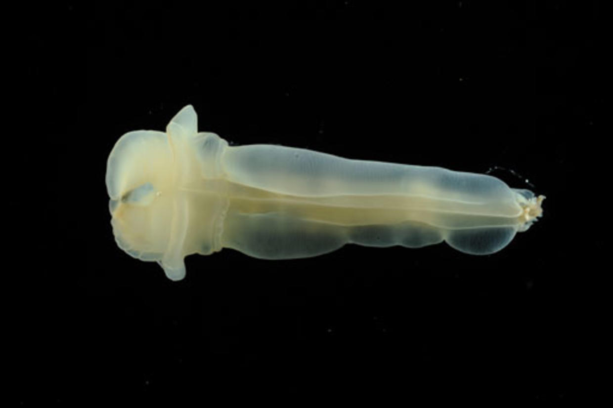 New Sea Creatures Discovered CBS News