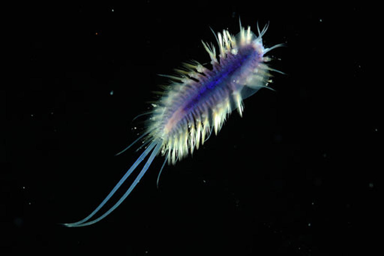 New Sea Creatures Discovered Photo 9 CBS News