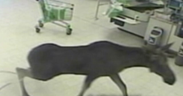 Moose Runs Loose