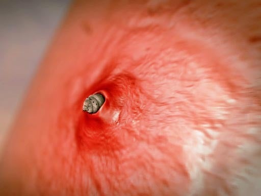 Botfly_finished.jpg