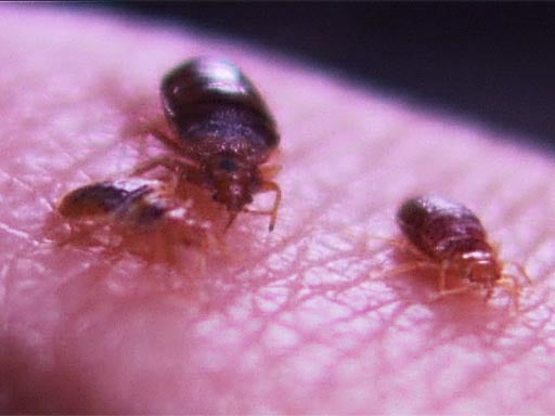 Bedbugs_1.jpg