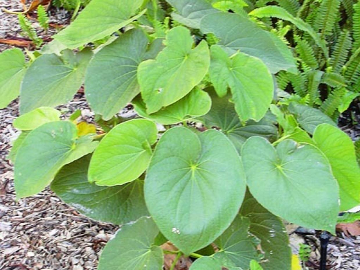 Растение кава. Piper methysticum. Кава растение. Кава кава растение. Tonga method kava.