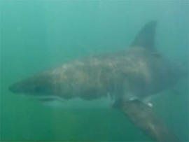 A photo taken from footage of great white shark by Chuck Patterson.