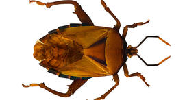 bed bug, bed bugs, generic, stock