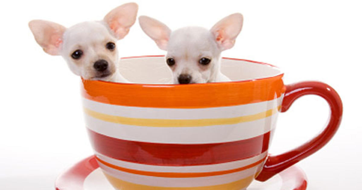 Dogs cup