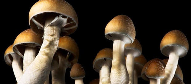 magic mushrooms, psychedelic mushrooms