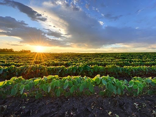 soy bean crops 