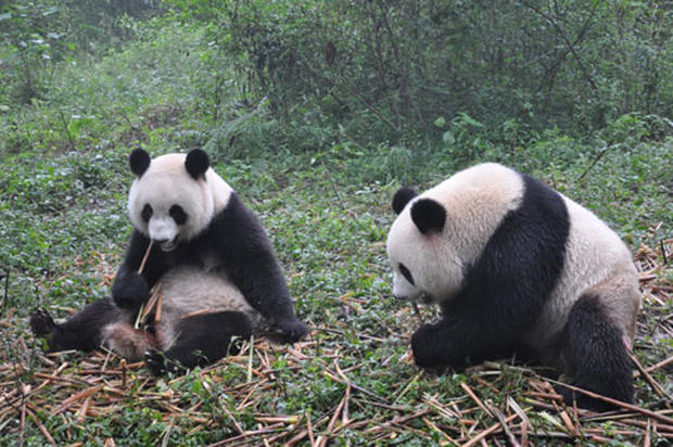 Inside a Panda Sanctuary - Photo 5 - Pictures - CBS News