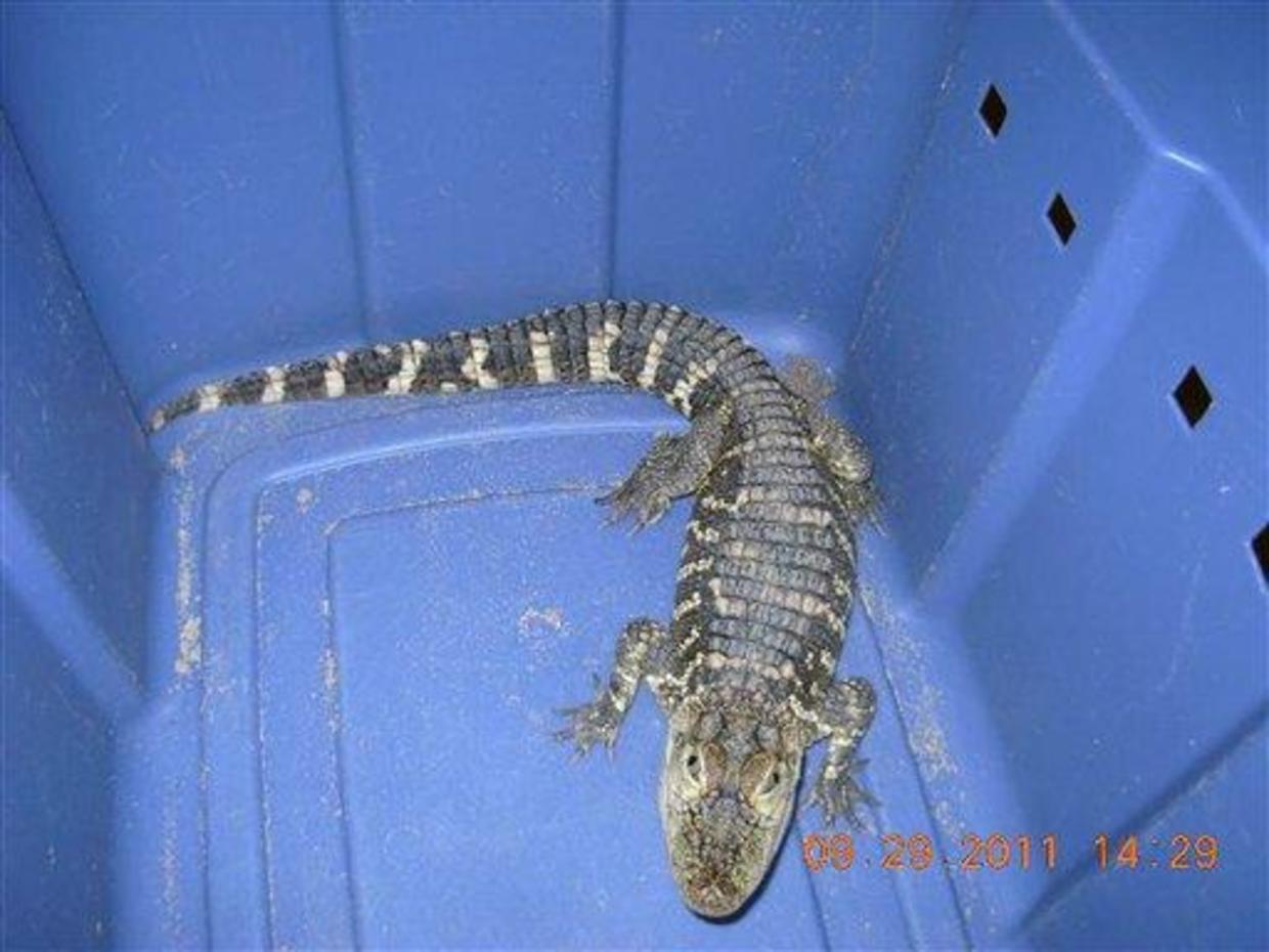 Gator Raid: Pet Alligator Seized From NY Liquor Store, Sobering Thought