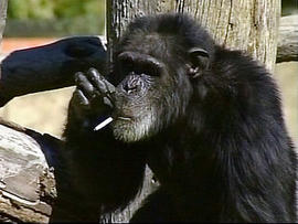 Charlie the smoking chimp.