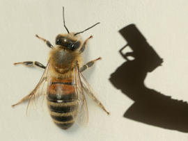 Honeybee Gunman? Police Hunt Ill. Shooter Who Asked About Bees