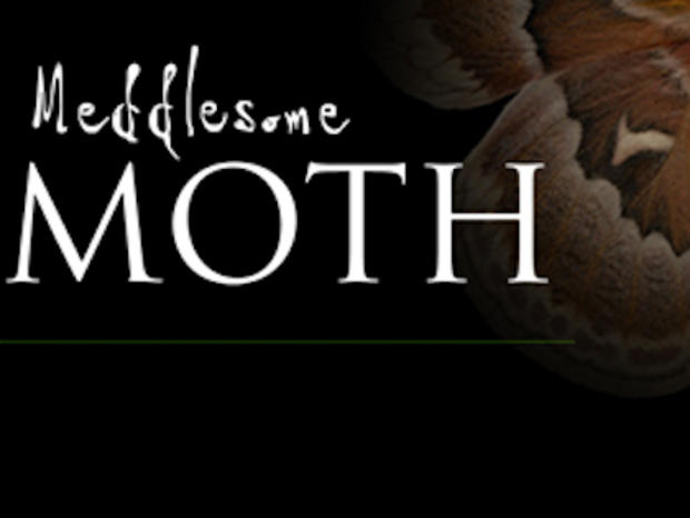 meddlesome moth 