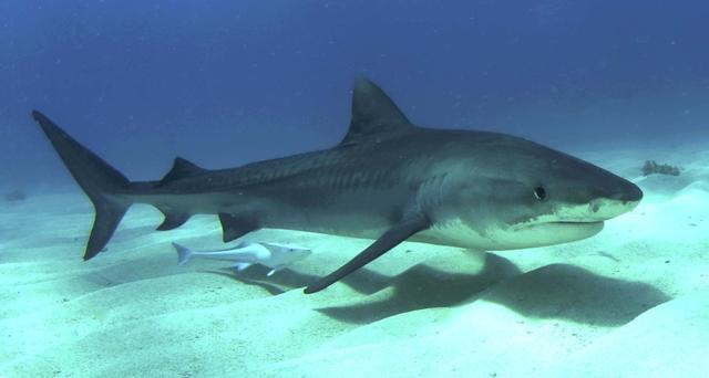 Five Most Dangerous Sharks To Humans Cbs News