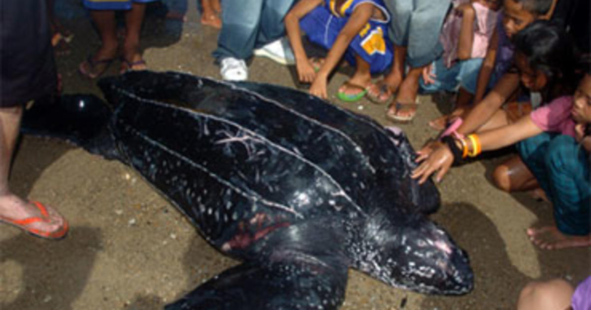 Study Tracks Turtles' Journey Across S. Atlantic - CBS News