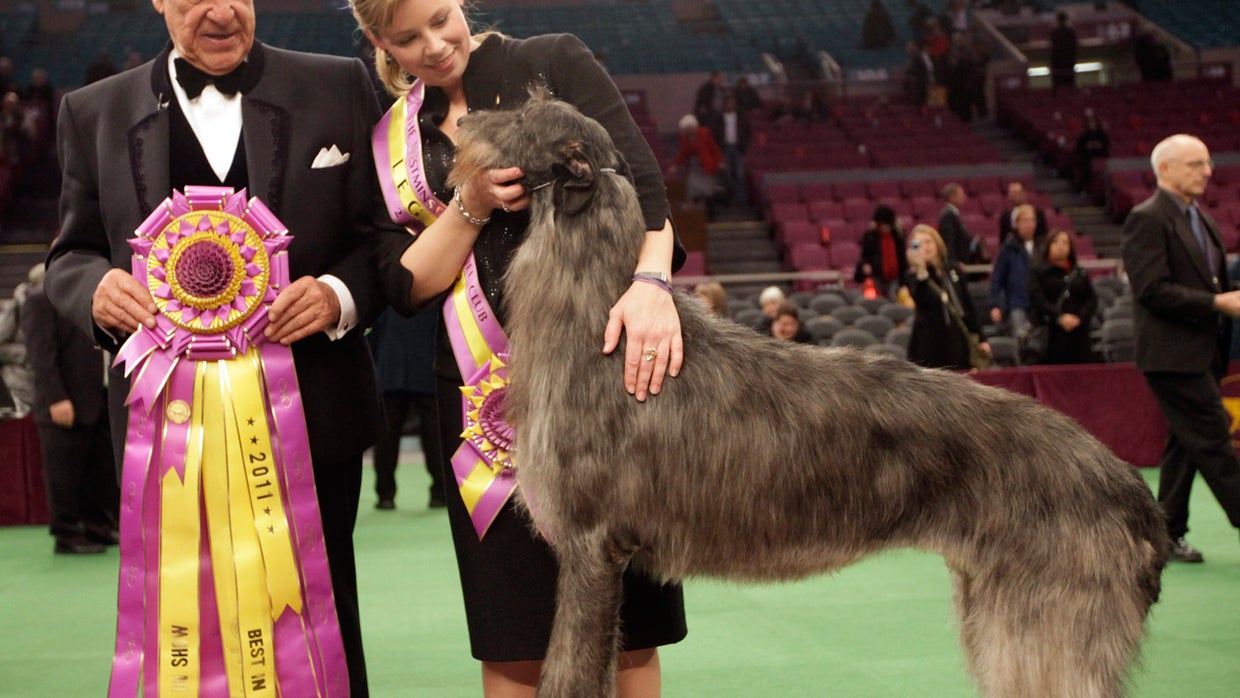 Westminster Dog Show 2011 Best in Show to be Announced Tonight CBS News