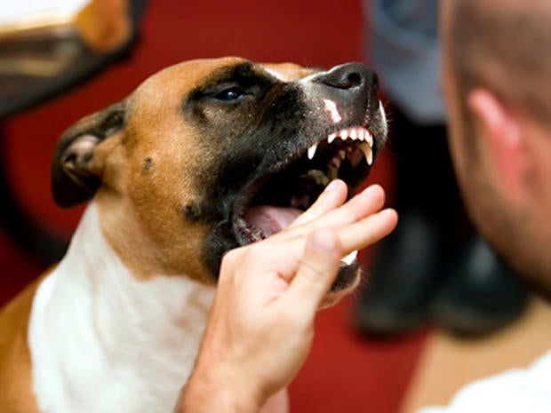 Mad cow disease - 10 scary diseases pets give people ...