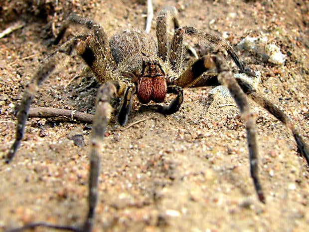 banana spider, 4x3