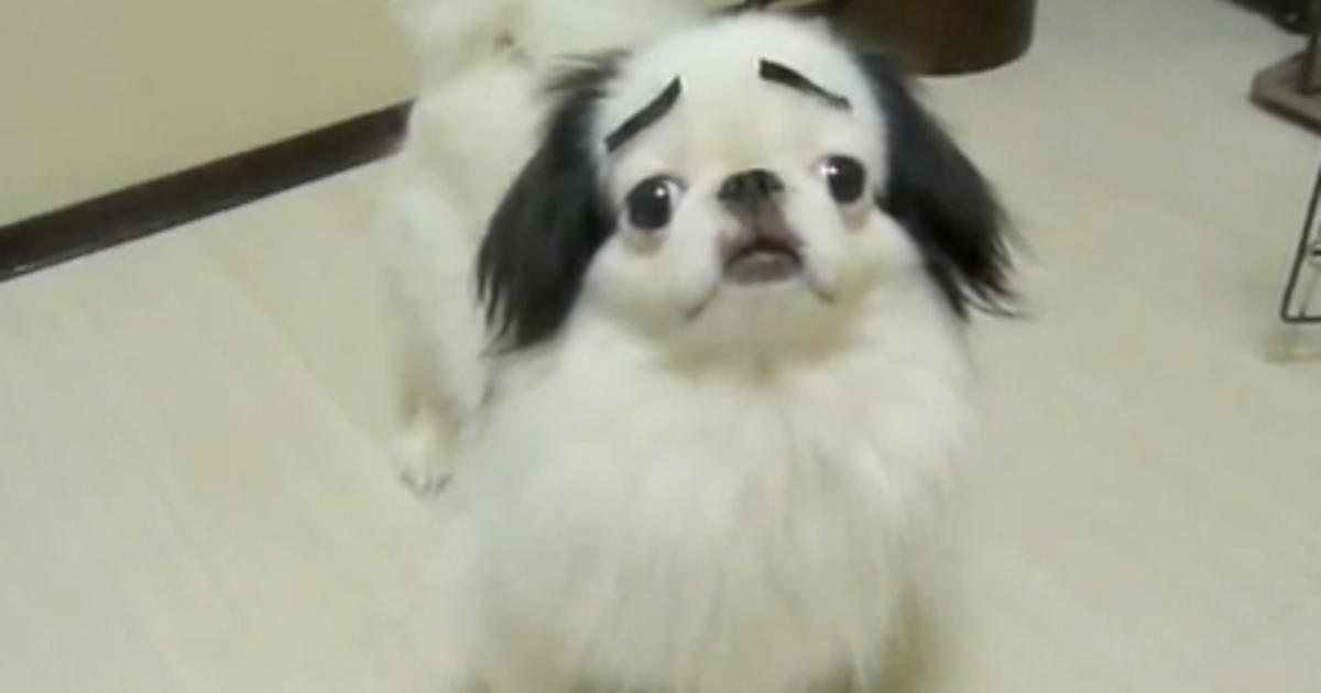 ROFL: Cute dog with eyebrows will make you laugh so hard ...