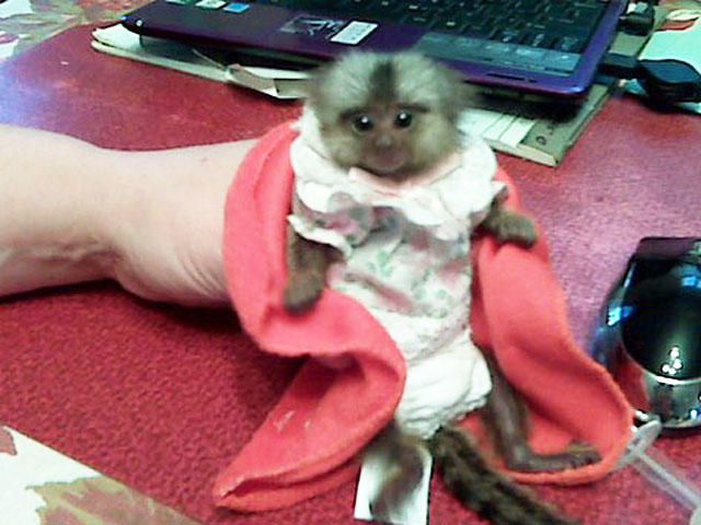 Baby Monkey In Dress U K Save 37 Www Outofstock Be