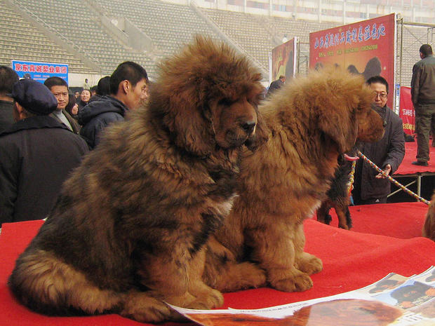 SHIJIAZHUANG, CHINA - FEBRUARY 16:(CHINA OUT) Tibetan mastiffs are seen during the 'China Northern 2011 Tibetan Mastiff Exposition' at Yutong International Sports Centre on February 16, 2011 in Shijiazhuang, Hebei province of China. The Tibetan Mastiff, also known as DoKhyi, is an ancient breed and a type of domestic dog originating with nomadic cultures in Central Asia. (Photo by ChinaFotoPress/Getty Images) 