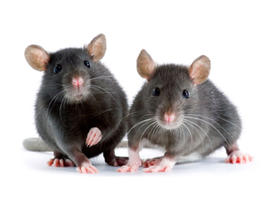 mice, mouse, stock, 4x3