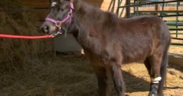 Horse prosthetic leg image