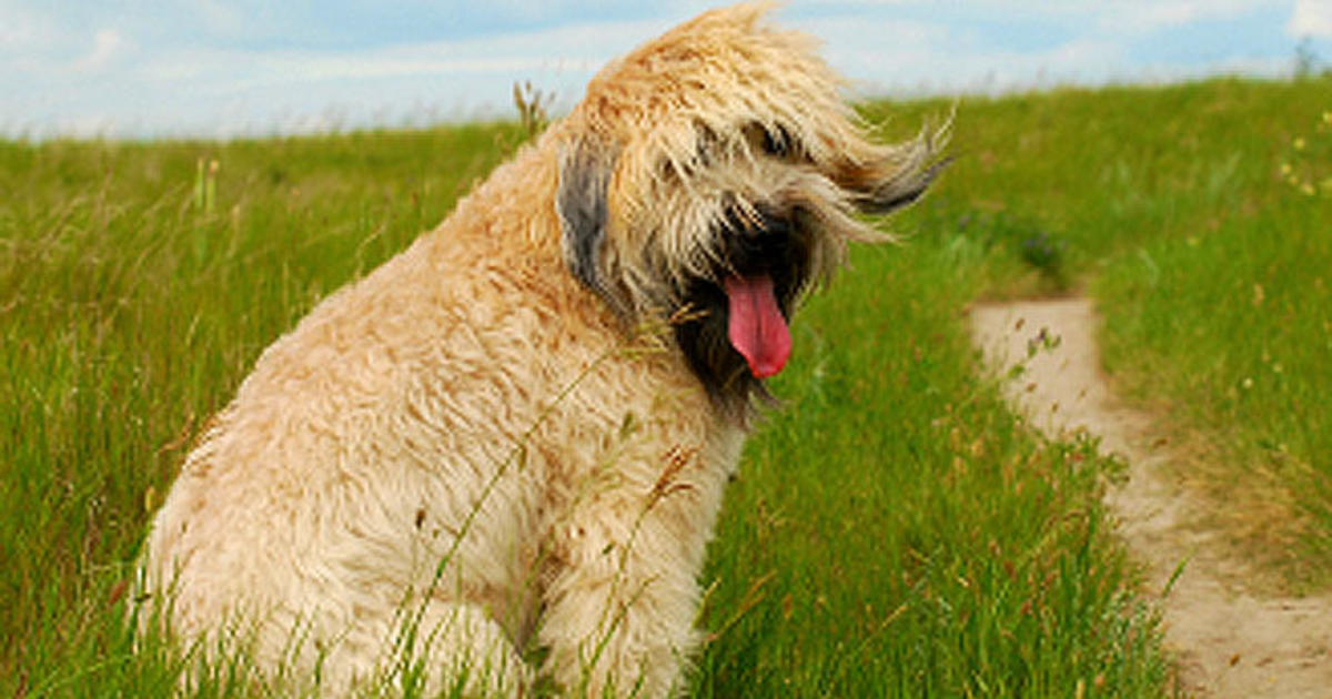 Soft Coated Wheaten Terrier Got Allergies 15 Hypoallergenic Dogs And Cats Cbs News