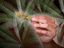 Does Jersey's medical marijuana program violates federal law?