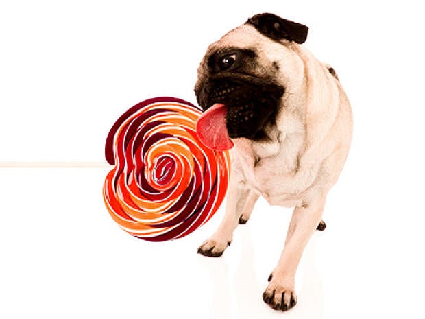 Can Chocolate Cause Liver Failure In Dogs Can Chocolate Cause Liver Failure In Dogs