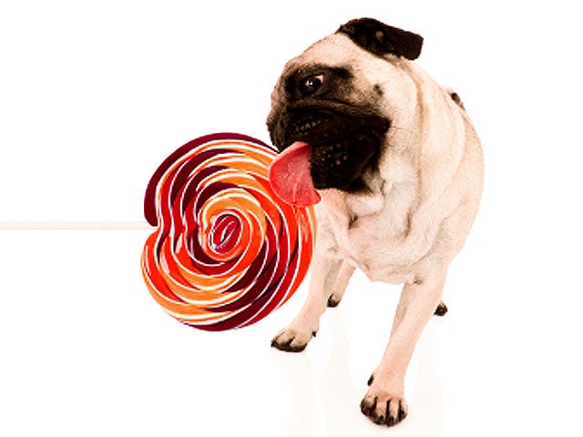 can dogs eat lollies