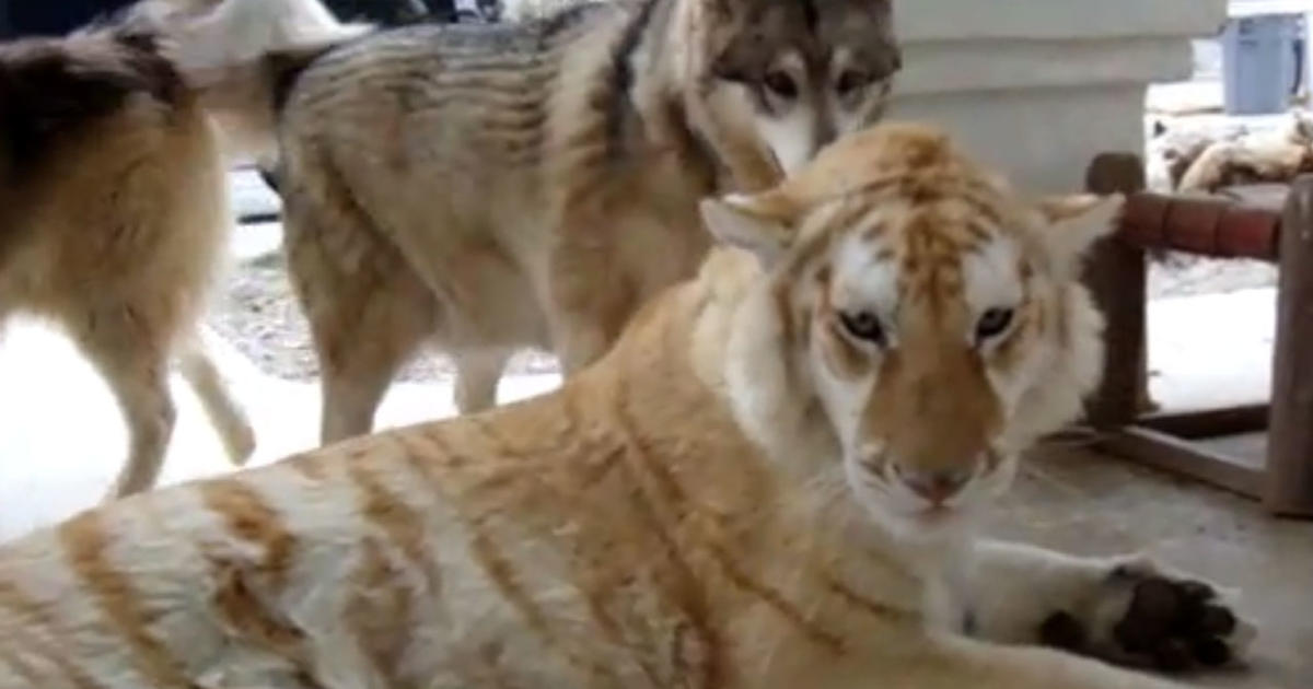 Dogs and tiger playing together CBS News