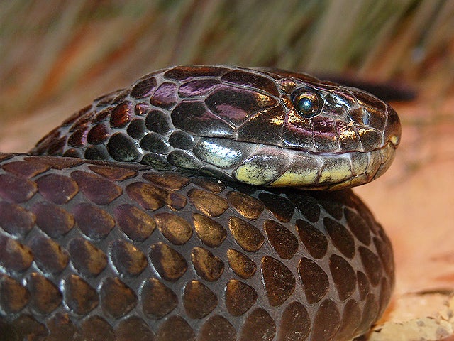 Snake! 15 deadliest serpents CBS News