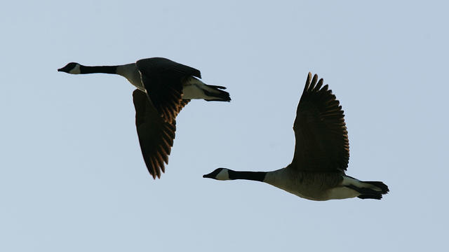 canada-geese.jpg 
