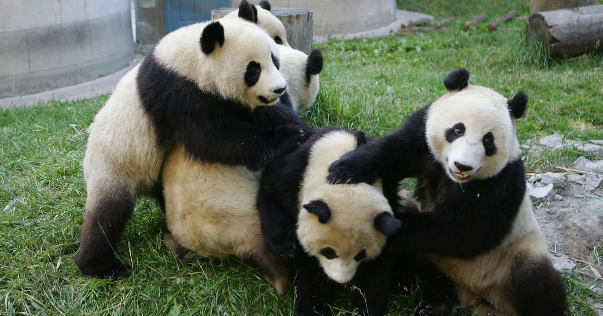 Count on cute: China kicks off panda census - CBS News