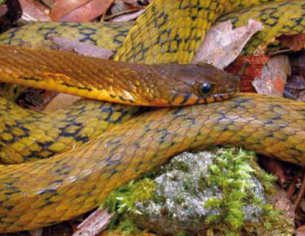 The secret species of New Guinea - CBS News