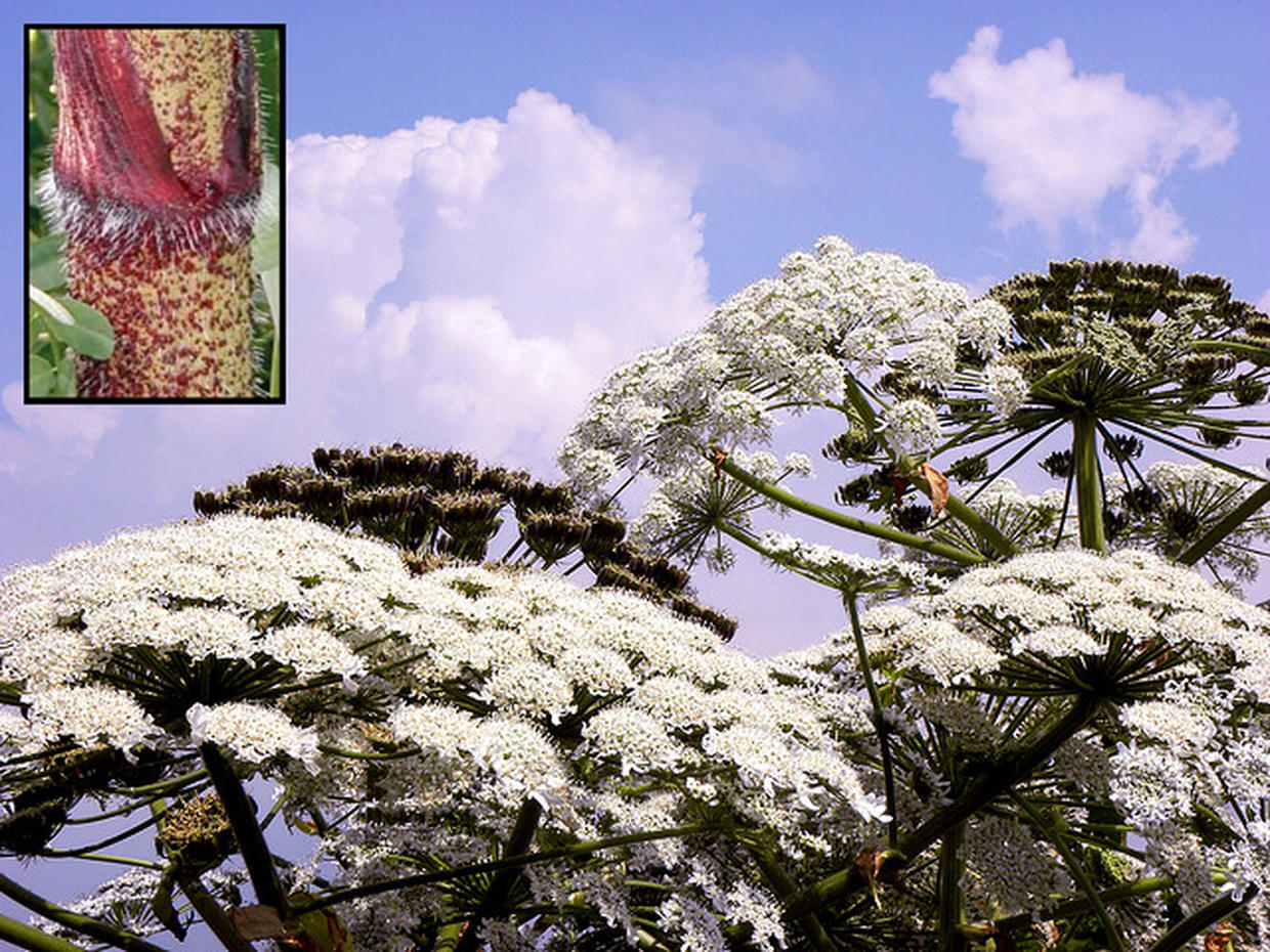 giant-hogweed-8-facts-you-must-know-about-the-toxic-plant-photo-1