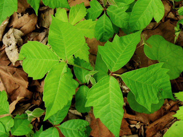 Poison ivy: Treat it - How to treat - and avoid - summer skin problems ...