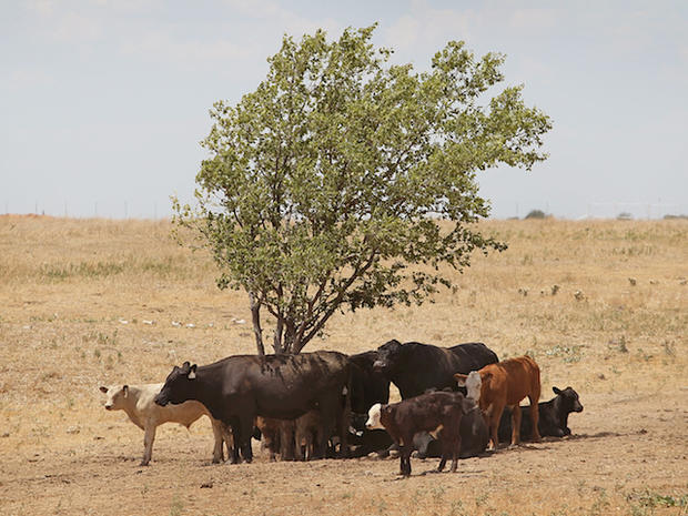 Texas Livestock 