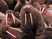 walrus.jpg
