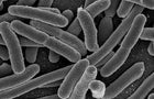 ecoli.jpg 