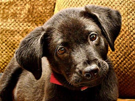 dog, black lab, stock, 4x3