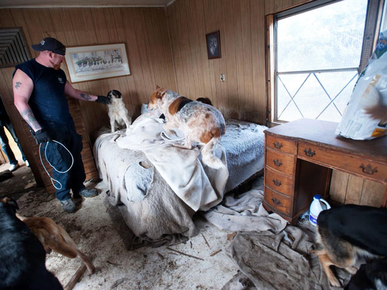 Pet hoarding horrors 27 photos spotlight cruel disorder Photo 21