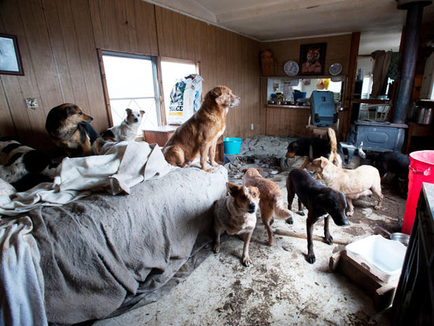Pet hoarding horrors: 27 photos spotlight cruel disorder - Photo 1