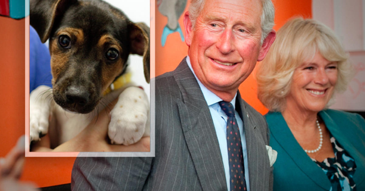 Prince Charles and Camilla adopt a puppy - CBS News