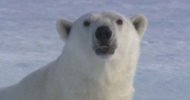 A rare view of the secret world of polar bears CBS News