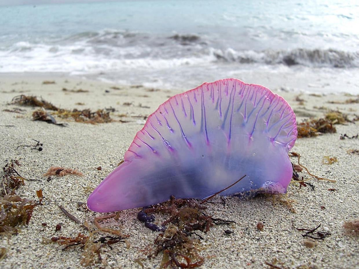 Sea Nettle jellyfish The jellyfish's sting Pain and then some Pictures CBS News