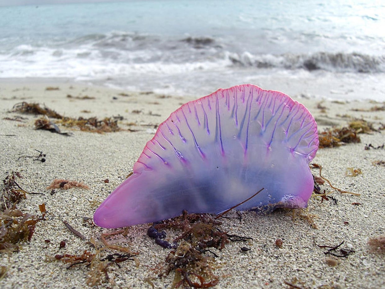 The jellyfish's sting Pain and then some CBS News