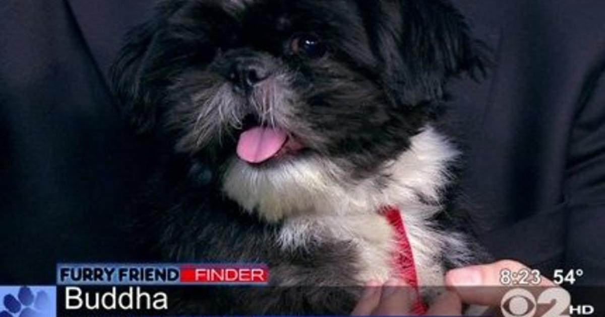 Furry Friend Finder: Buddha - CBS New York
