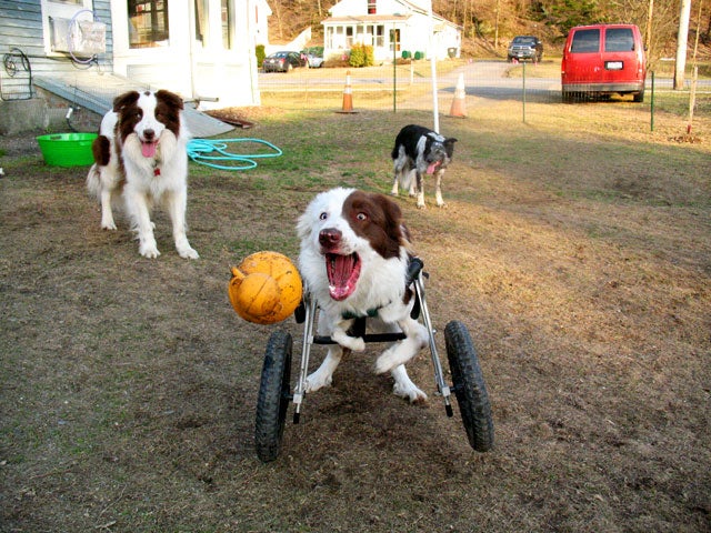 Paralyzed pets rock their wheels 30 awesome animals CBS News